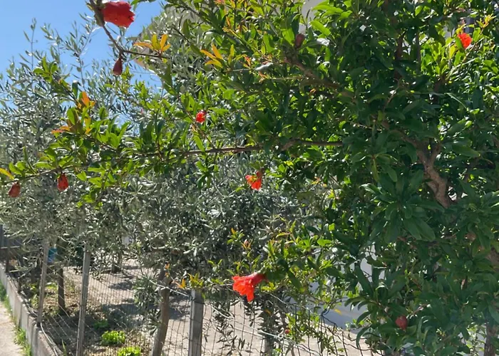 アパート Pomegranate *